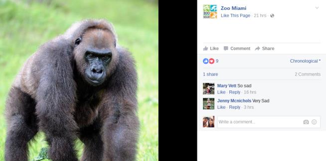 Harambe's Grandmother Euthanized in Miami