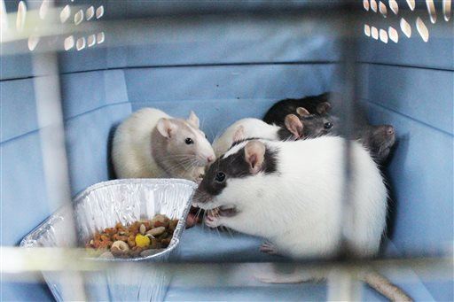 Pet Rats Linked to Outbreak of Rare Virus