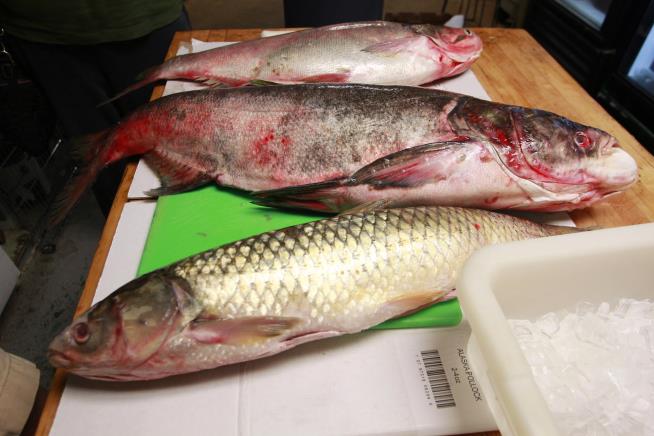 Study Says Grass Carp Have Invaded 3 of the Great Lakes