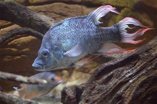 Fish Can't Talk, So They Pee Instead
