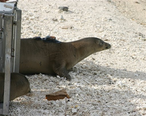 Caribbean Monk Seal Extinct