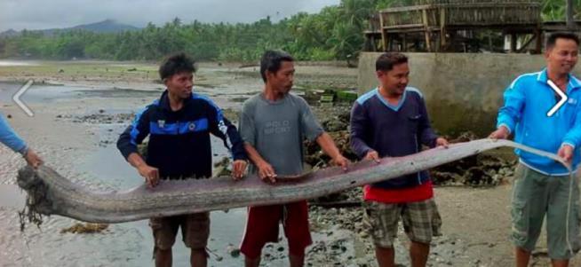 Guess Who's Back? The Weird Giant Oarfish