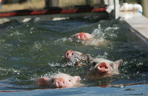 Famed Swimming Pigs Are Dropping Off Like Flies