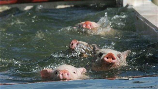 It Wasn't Booze That Killed Bahamas' Swimming Pigs