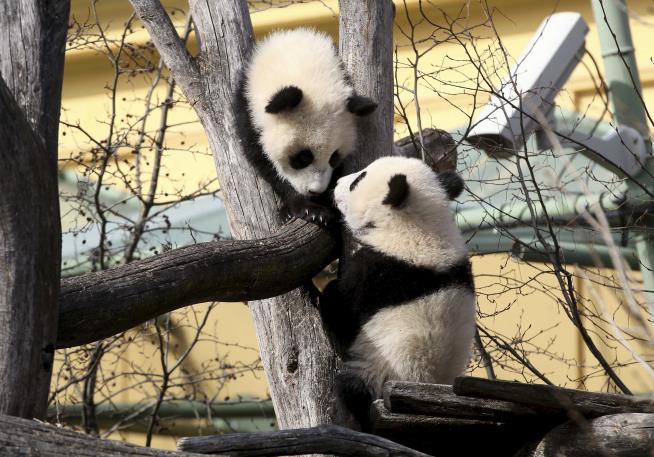 Mystery Solved: Why Pandas Are Black and White