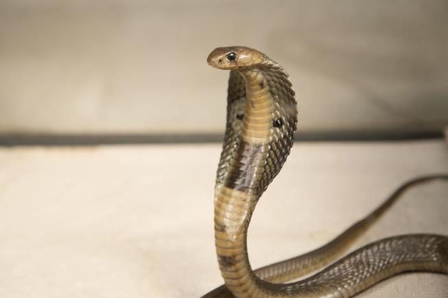 2-Foot-Long Cobra Is on the Loose in Florida