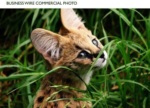 Out-of-Control African Savannah Cat Found Roaming NJ Streets