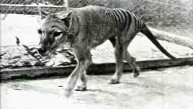 Extinct Tasmanian Tiger Reportedly Spotted in Australia