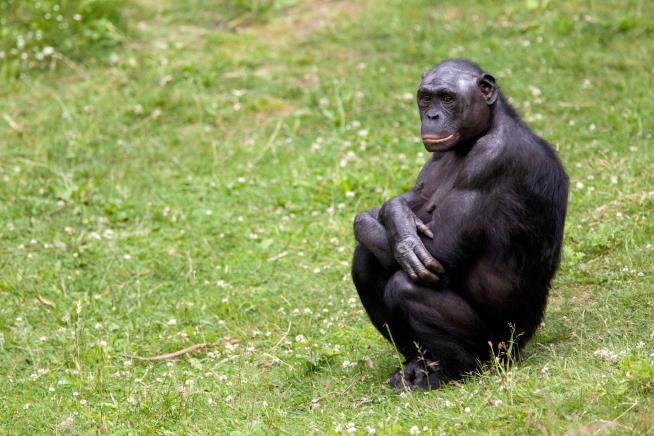 Bonobos Are Closest Humans Can Get to a 'Living Ancestor'