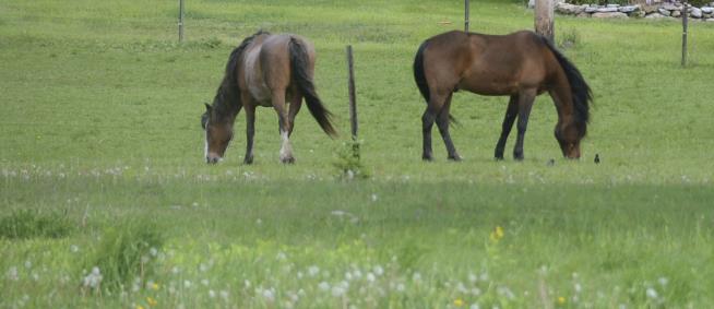 Horseback Rider, Horse Killed by Lightning in Colorado