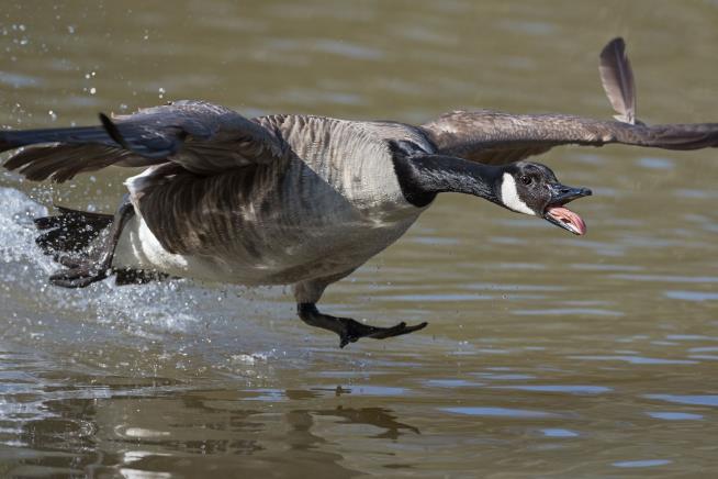 Man Uses Plastic Bat to Defend Son From Goose, Gets Ticket