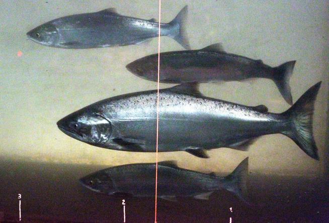 California Fish Swimming Toward Extinction
