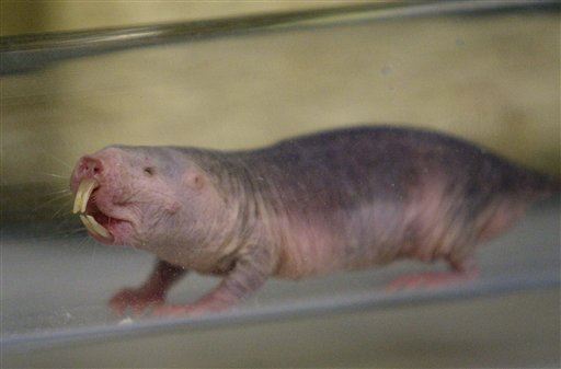 Hey, Kids! Don't Send Naked Photos, Send Naked Mole Rats