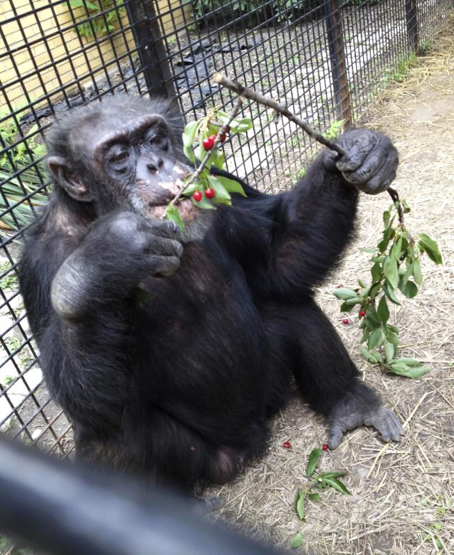 Court Rules Chimps Still Not People