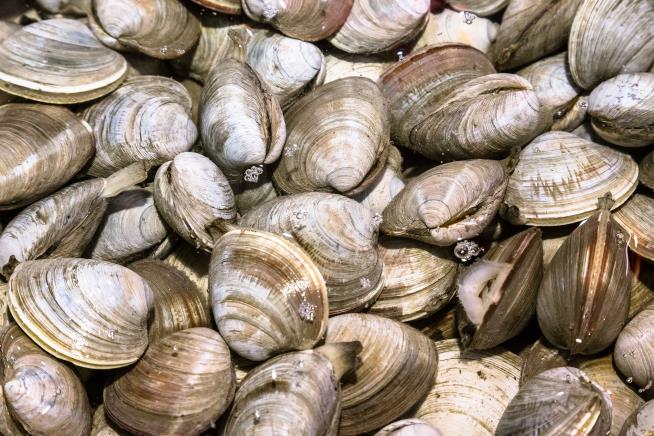 Town Declares Victory Over Neighbor's Smelly Clam Shells