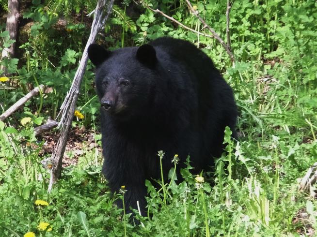 Teen Halfway Done With Race Is Killed by Black Bear