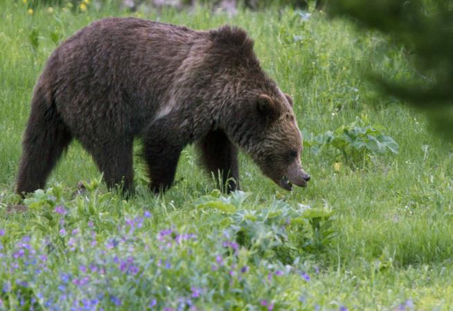US Officials to Lift Yellowstone Grizzly Bear Protections