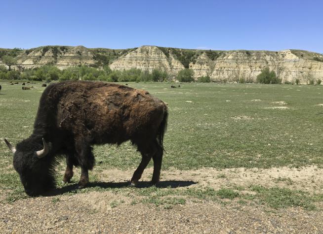 Bison Attacks Hiker in North Dakota