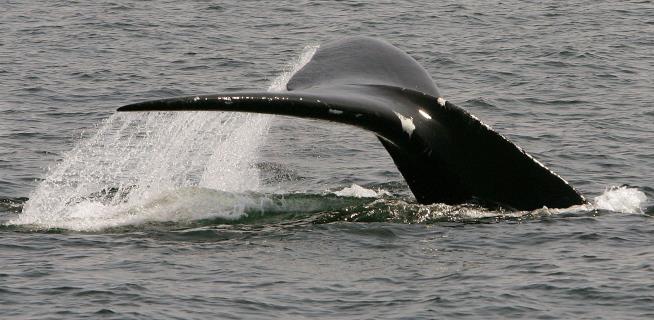 Whale Kills Fisherman Who Rescued It