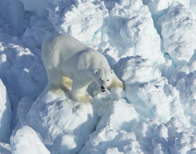 As Sea Ice Dwindles, Polar Bear Attacks Rise