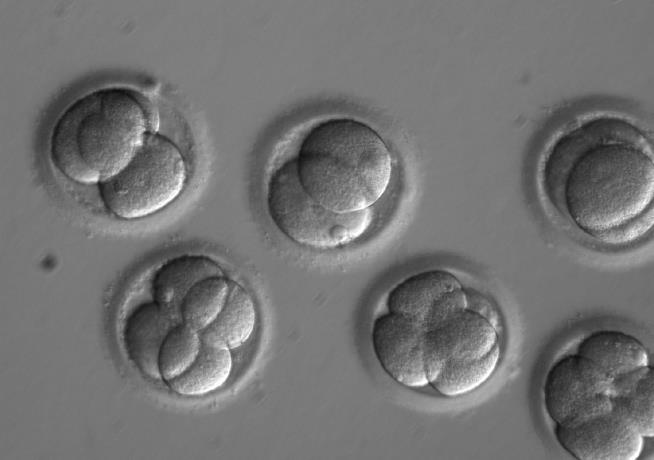 Scientists Successfully Remove Disease From Human Embryos