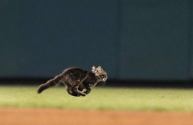 Baseball's New Hero: 'Rally Cat'