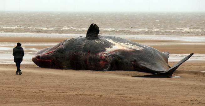 Solar Storms May Have Killed 29 Sperm Whales