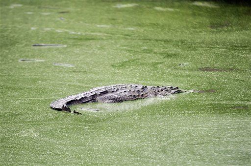 Crocodile Suspected of Killing Woman With Dementia