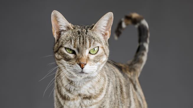 You're No Longer Allowed to Declaw Your Cat in Denver