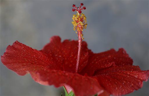 Lawsuit: Couple Detained After Hibiscus Mistaken for Pot Plant