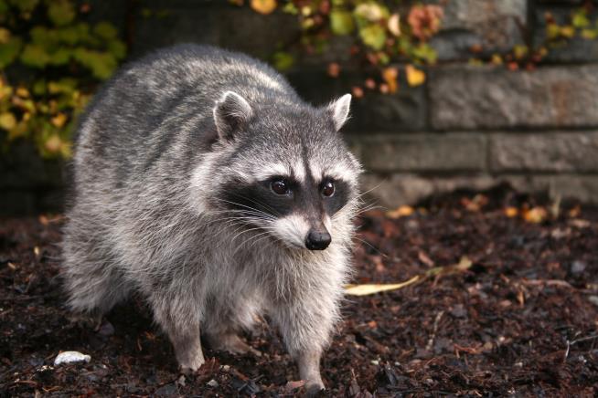 Family Says Raccoon Attacked Baby in Home