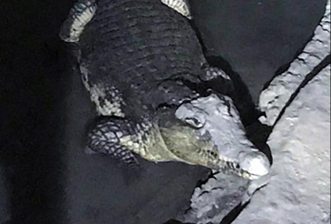 Russian Cops Face the Unexpected: Crocodile in Basement