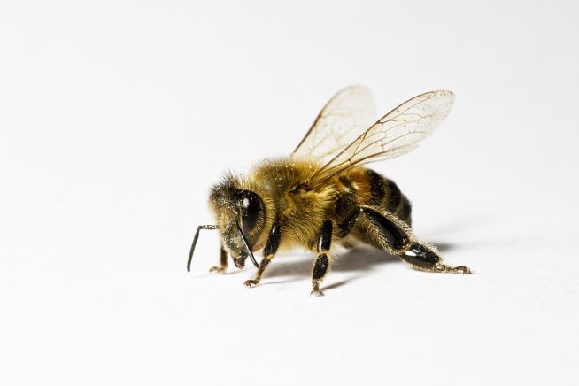 Acupuncture Using Live Bees Ends in Woman's Death