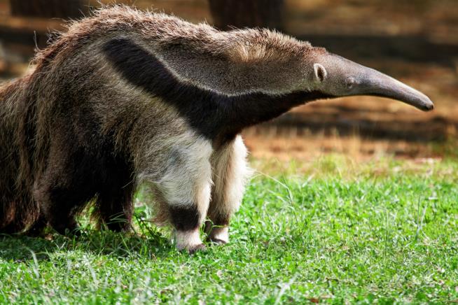 Photo Contest Win Snatched Due to … Stuffed Anteater?