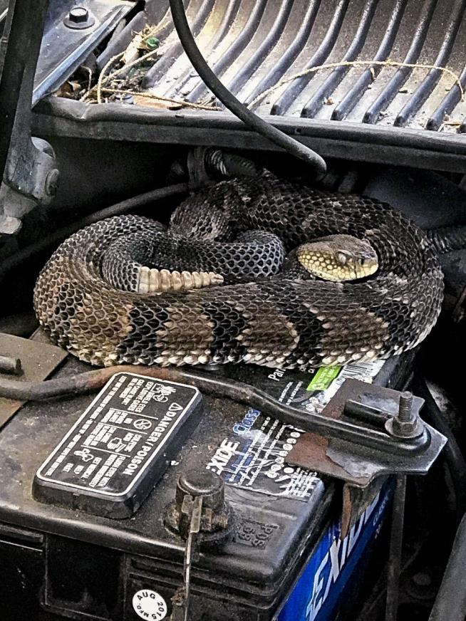 Guy Goes to Jump-Start Car, Greeted With Ominous Rattle