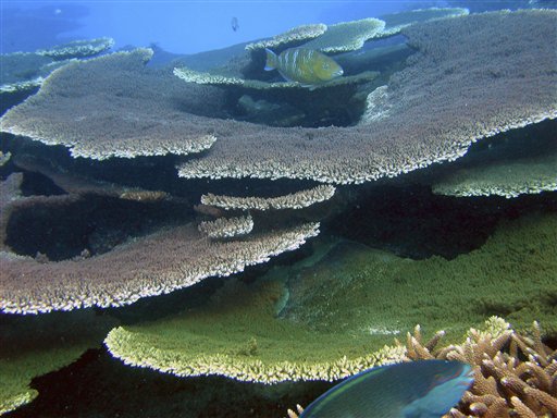 Corals Face Extinction