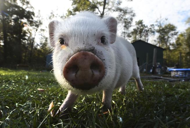 Burglar Thwarted by Family's 'Perfect' Pig