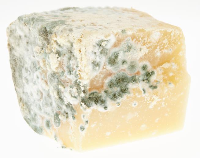 Researchers Found the World's Oldest Cheese