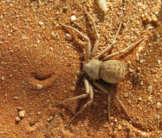 7K Bugs, Spiders Taken in 'Unprecedented' Heist