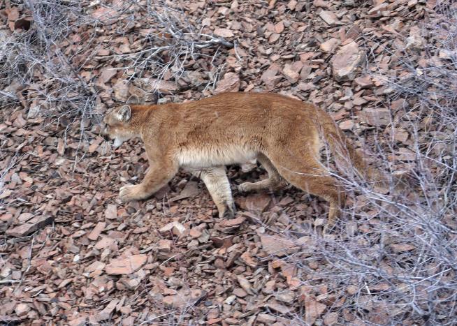 'Unprecedented Event': Oregon Hiker Likely Killed by Cougar