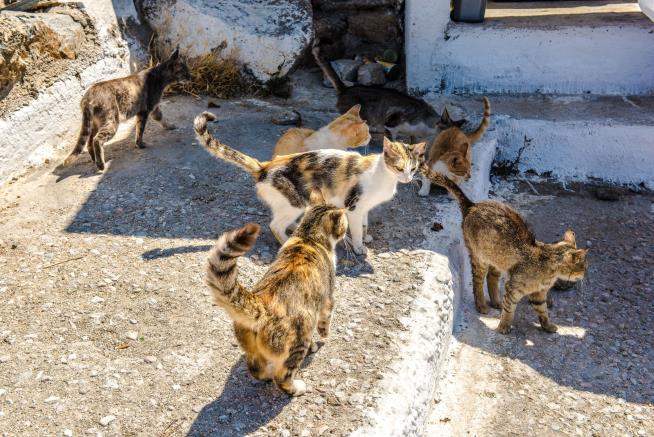 Out of 40K Applicants to Run Cat Sanctuary, a Winner