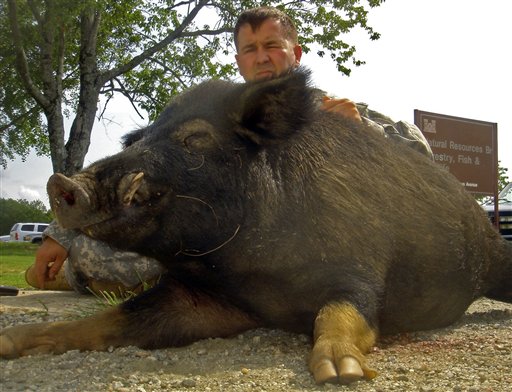 Army Pig-Shoot Angers Animal Rights Activists