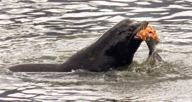 Shot, Stabbed Sea Lions Wash Up on West Coast