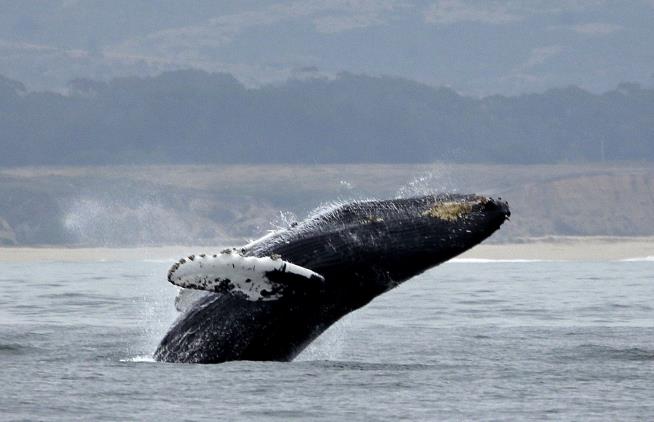 Scientists Just Discovered a Quirk of Whale Songs