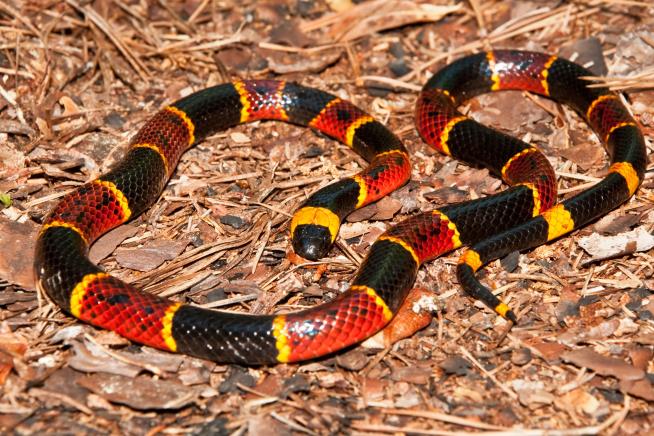 New Kind of Snake Found in Bizarre Place