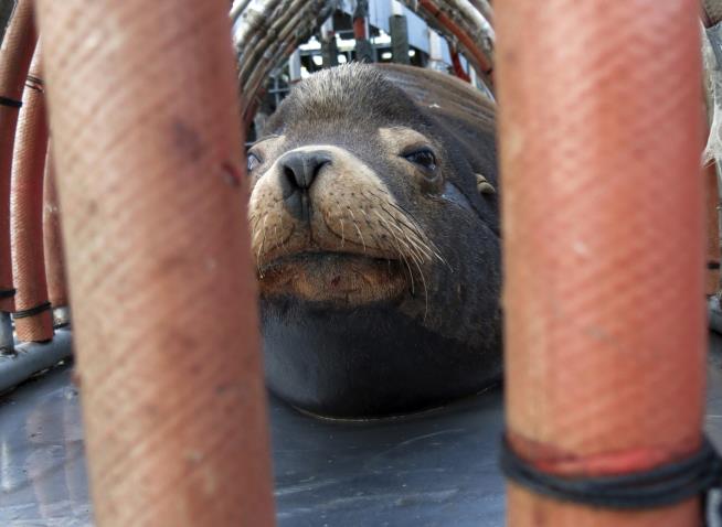 To Save Trout, Oregon Is Killing Sea Lions