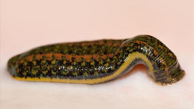 Seizure of 5K Leeches Leaves Canada With Weird Problem