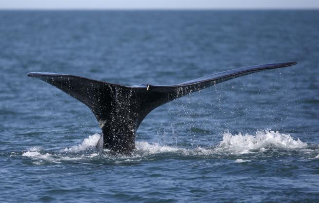 Critically Endangered Right Whales Have Good News