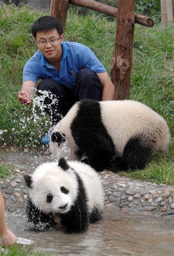 It's Raining Baby Pandas in China