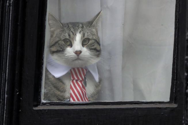 People Are Seriously Worried About Assange's Cat